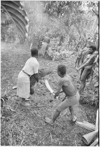 Returned laborers, purification ritual: returned laborer holds pig during sacrifice