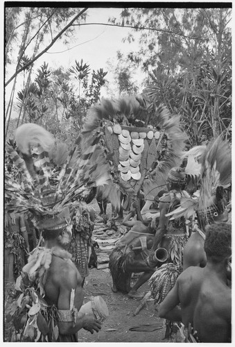 Bride price for Mitsi: payment banner of feather and shell valuables given by the groom's group to the bride's group