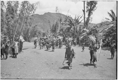 Pig festival, uprooting cordyline ritual: allies enter the dance grounds, led by men with weapons