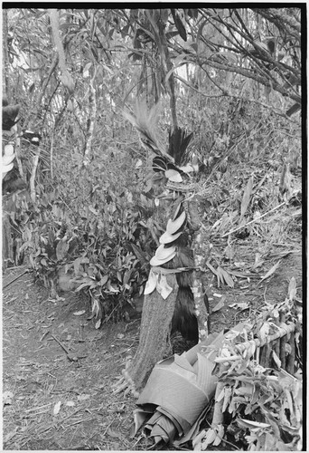 Returned laborers, purification ritual: dead cassowaries dressed as humans, symbolizing ancestors, to left are above ground ovens