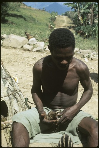 Cassowary chicks with Kiliyam in front of small bird hut