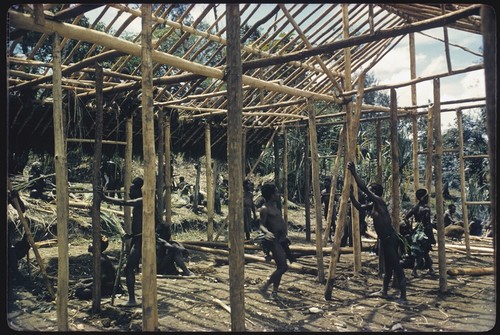 House-building: Kwiop men building frame for the Cooks' house