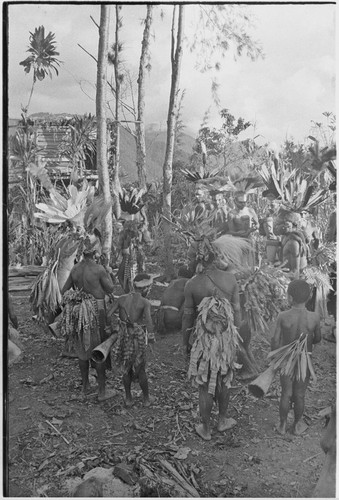 Pig festival, uprooting cordyline ritual: decorated clan members dance while plant is uprooted in men's house clearing