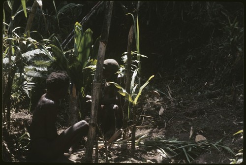 Pig festival: planting cordyline