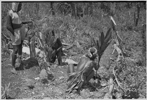 Pig festival, stake-planting: cordyline stems and stakes are planted beside a trail near clan boundary