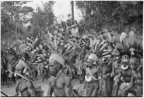 Pig festival, singsing: decorated men dance in circle with kundu drums