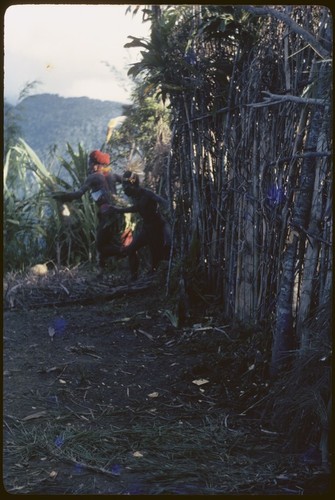 Pig festival, pig sacrifice, Kwiop: decorated men run through ritual fence