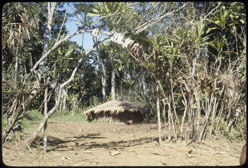 Pig jawbones on display, traditional house in background, Kwiop