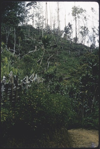 Gardening: garden with fence, from track between Kwiop and Togban