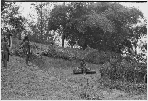 Pig festival, stake-planting: men and child observe stakes and cordyline stems being planted at clan boundary