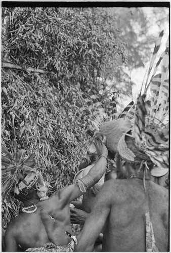 Pig festival, pig sacrifice, Kompiai: next to ritual fence, war allies hold pieces of salted pork fat received in ceremonial exchange