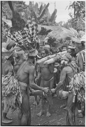 Pig festival, pig sacrifice preparations: men carry gate posts for ritual fence through which allies will be fed