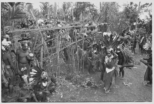 Pig festival, singsing: large group of dancers enter through a bamboo arch