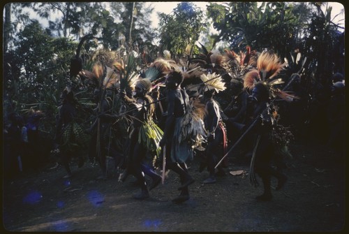 Pig festival, pig sacrifice, Kwiop: decorated men break down ritual fence