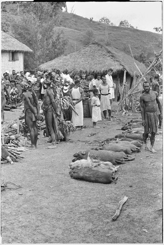 Government-sponsored festival in Tabibuga: pigs and other food, to be distributed as thanks for labor performed at government station, patrol officer John (Jack) Edwards in background