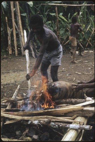 Bride price for Membe: singeing hair off dead pig prior to cooking