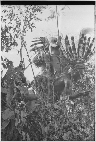 Pig festival, pig sacrifice, Kompiai: decorated men on top of ritual fence call to war allies below