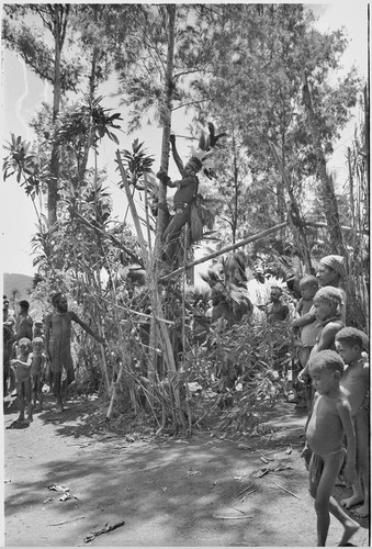 Pig festival, uprooting cordyline ritual: decorated men observe allies approach