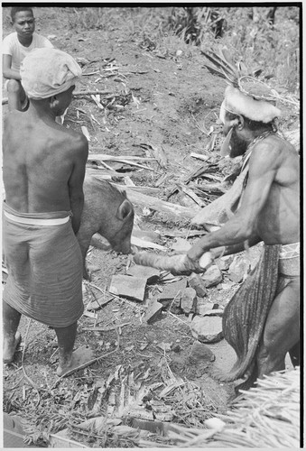 Pig festival, pig sacrifice: decorated man clubs a pig held by another man