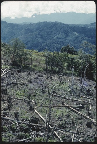 Kwiop, garden marked with downed trees