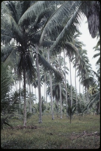 Siar Plantation, coconut trees