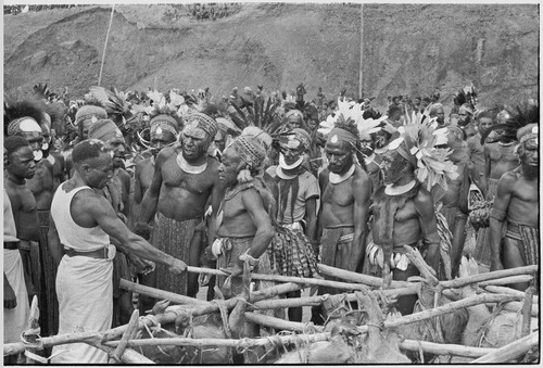 Government-sponsored festival in Tabibuga: luluais and other men stand near trussed pigs that will be distributed by government officials