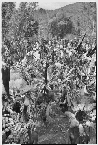 Pig festival, singsing: decorated men in harpy eagle feather headdresses