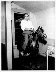 Northrup Myers Harness Shop's wooden horse, Petaluma, California, about 1960