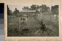 The back yard with our fruit trees & berrys [sic]. J.B. Cook standing at the end of berry patch. Atherton, San Mateo Co