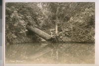 July 2/31. Zayanti [Zayante], Calif. from Miss Murphy. Camp Wasibo