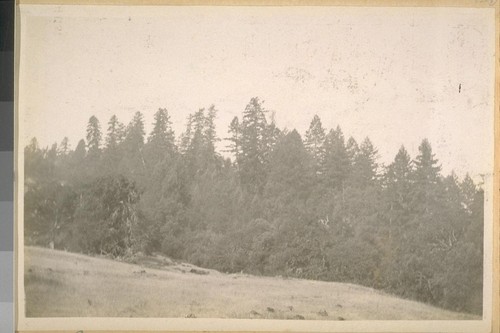 In the mountains back of Laytonville, 1910