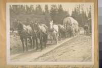 An Old time jerk line freight team, hauling freight from Truckee, Calif. to Sierra City, Sierra Co. Distance 63-miles and it takes 7 days to make a round trip. See the Bells on the lead horses