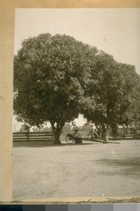 These Fig trees were planted by Jesse B. Cook from a slip in July 1892. This place is on the highway between Lockford and Clements in San Joaquin Co. It was the Rawls Ranch, Nov. 29/24
