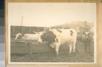 In BUTCHER TOWN, San Francisco, the wholesale butchers keep their cattle in corrals quite a way from the killing pens