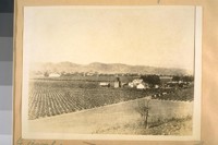 The Giersburg Vineyard near Livermore