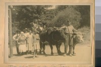 Ox Team used at Rio Nido - Sonoma Co., Calif. in 1915