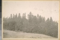 In the mountains back of Laytonville, 1910
