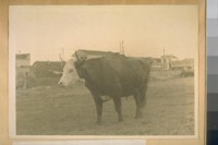 In BUTCHER TOWN, San Francisco, the wholesale butchers keep their cattle in corrals quite a way from the killing pens