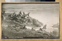 Seal Rock from Cliff House. Old Ben Butler on the rocks at Seal Rock. Now stuffed and in the museum at Sutro Baths. [Photograph by Elite.]