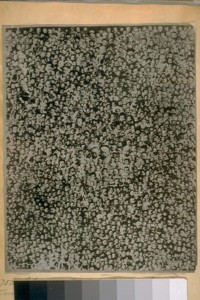 2700 Chinese boy babies of San Francisco China Town in 1889