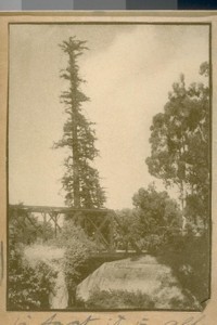 This tree is at the Rail Road Crossing between San Mateo and Santa Clara Counties as you enter Palo Alto