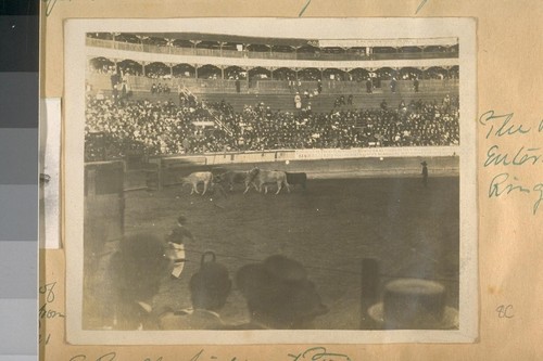 The Bulls entering the Ring. A Bull fight at Tijuana, Lower Calif., 1914