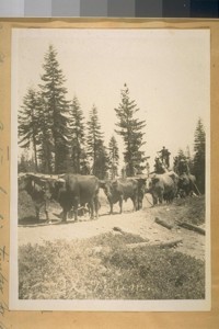 An old time ox team hauling timber for the Sierra Buttes Mine near Sierra City, Sierra Co., Calif. Wm. Shaughnessy was the owner of this out-fit in 1912