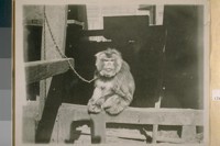 This is one of Abe Warner's monkeys at the Cobweb Saloon Meiggs Wharf taken in 1880 by Mr. Classen res. N.E. cor. Francisco & Powell St