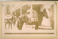 Pack mules in front of St. Charles Hotel, Downieville, Cal. [Photograph by Dr. R.B. Davy.]