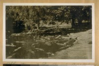 Alligators at Los Angeles, Calif., July, 1922