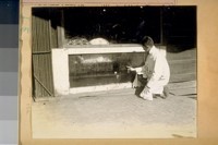 Chinese Fish-man and his aquarium. S.E. cor. Jackson & Grant Ave. Feb. 1922