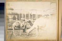 Woodward's Gardens. 1888