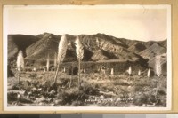 June 1936. California Yuccas. Frashers Fotos, Pomona, Calif