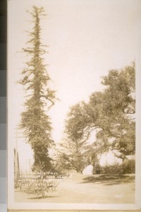 Aug. 1931. The Palo Alto Tree. A landmark used as an assembly point by the early explorers. Palo Alto, Calif